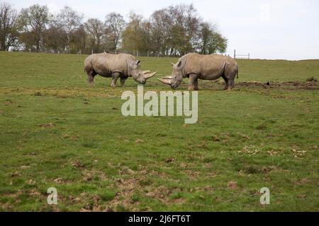 Southern White Rhino, Whipsnade Zoo, England. Stock Photo