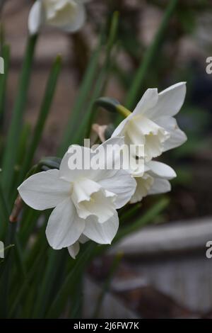 Paper white daffodils blooming and flowering in early spring. Stock Photo