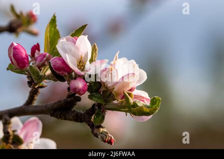 closeup of an apple tree blossom with white and pink flowers and buds against a blurred background Stock Photo