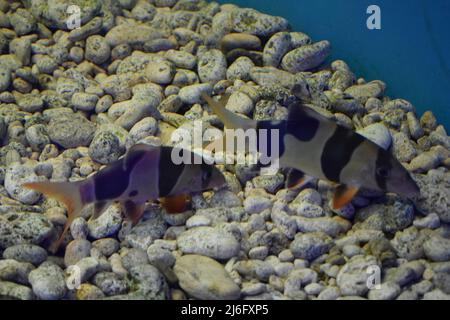 Clown loach (Chromobotia macracanthus), also known as the tiger botia. A tropical freshwater fish belonging to the botiid loach family from Indonesia. Stock Photo