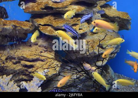 Yellow morph of Labidochromis caeruleus (lemon yellow lab) aquarium fish. Electric Yellow Afican Cichlid. Tropical Electric yellow cichlids. Malawi Aq Stock Photo