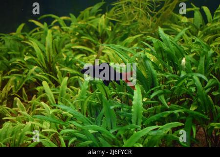 Small bright fish in pure water swim under water plants Stock Photo