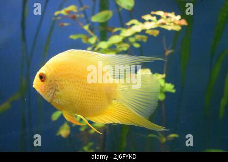 Heros efasciatus. Severum Cichlid swims in the aquarium. Heros severus swim in an aquarium. Yellow fish. Stock Photo