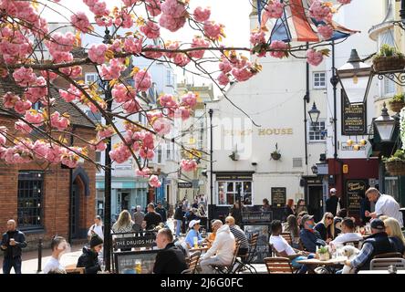 Spring blossom by the Druids Head pub on Brighton Place in the famous Lanes, East Sussex, UK Stock Photo