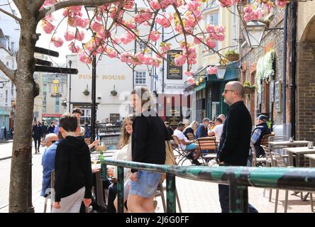 Spring blossom by the Druids Head pub on Brighton Place in the famous Lanes, East Sussex, UK Stock Photo