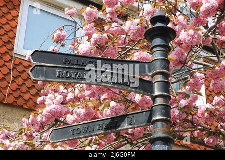 Spring blossom by the Druids Head pub on Brighton Place in the famous Lanes, East Sussex, UK Stock Photo