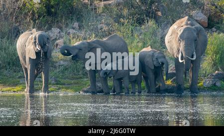 Elephant family drinking at the waterhole near Letaba Rest Camp, Kruger national Park, Limpopo, South Africa. Stock Photo