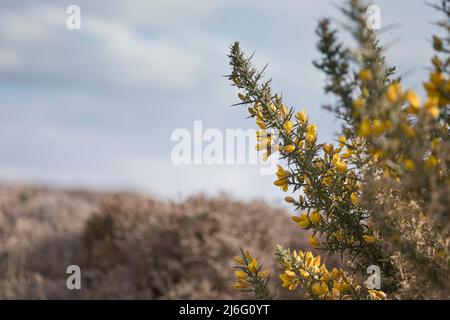 Gorse in flower in spring in a garden at Dun Carloway, on the Isle of Lewis, Outer Hebrides, Scotland, United Kingdom Stock Photo