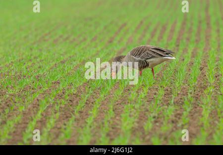 Greylag Goose, Scientific name: Anser anser.  Adult Greylag goose grazing on farmland and causing serious damage to farmers'  crops as they start to a Stock Photo