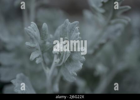 photo of spring flowers on natural  background Stock Photo
