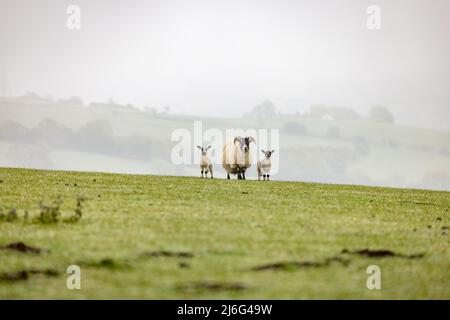 Sheep and lambs on Werneth Low, Hyde. Stock Photo