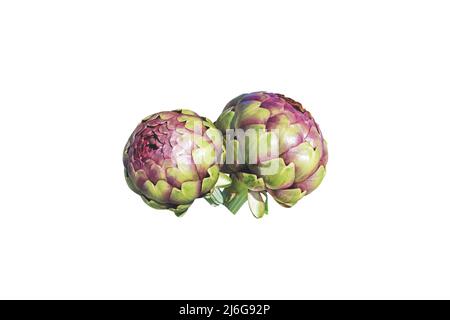Globe, French  or green artichokes isolated on white. Purple bud vegetable. Stock Photo