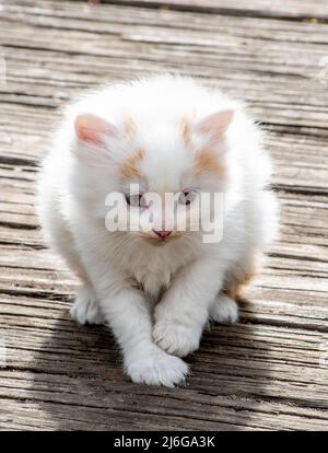 baby white kitten sits and poses on a worn wooden deck Stock Photo