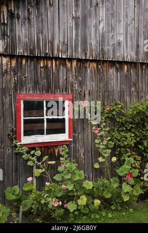 Old wooden barn with red and white painted pane glass window and pink and red Alcea - Hollyhock flowers in summer. Stock Photo