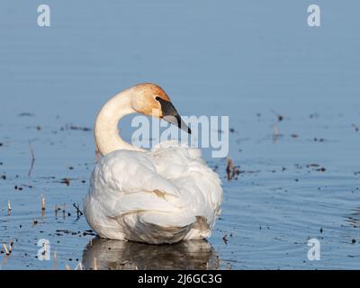 Trumpeter Swan Closeup in Alaska Stock Photo
