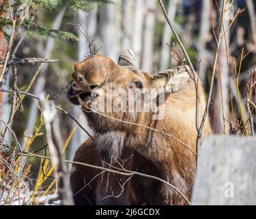 A Cow Moose Chewing on a Branch in Alaska Stock Photo