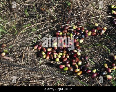 Harvested olives laying in net, ready for collection and pressing. In Xanthates, Corfu, Greece Stock Photo