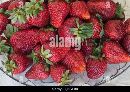 Strawberries  'Albion' variety Fragaria x ananassa  on glass plate, California. Stock Photo