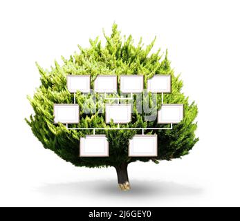 Green tree with blank photo frames isolated on white. Mockup of family ...