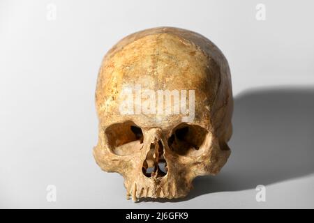 Human skull on grey background Stock Photo