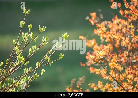 Springtime bush branches with young green and orange leaves, blurred background Stock Photo