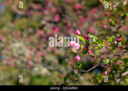 Close up shot of Malus halliana blossom in Alishan National Forest Recreation Area at Taiwan Stock Photo