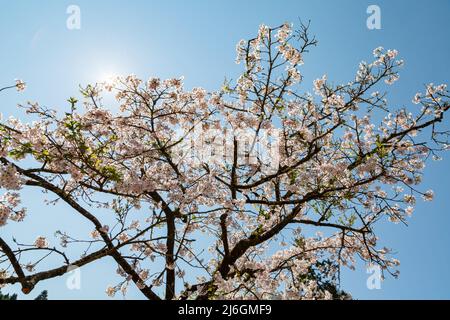 Cherry blossom in Alishan National Forest Recreation Area at Chiayi, Taiwan Stock Photo