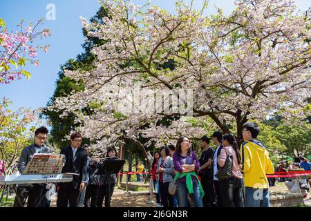 Chiayi, MAR 17, 2012 - Cherry blossom in Alishan National Forest Recreation Area Stock Photo