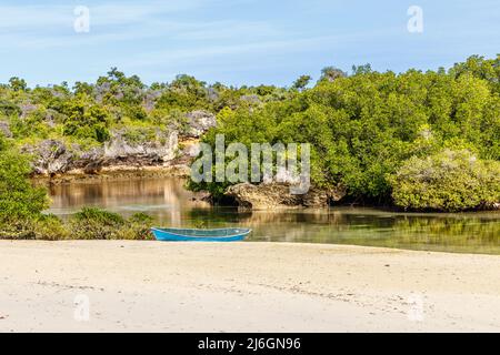 Mangrove forest in Rote Island, East Nusa Tenggara province, Indonesia Stock Photo