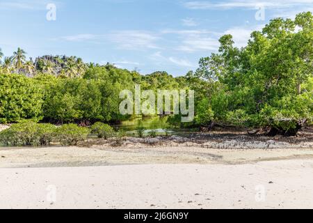 Mangrove forest in Rote Island, East Nusa Tenggara province, Indonesia Stock Photo