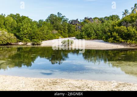 Mangrove forest in Rote Island, East Nusa Tenggara province, Indonesia Stock Photo