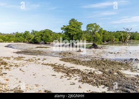 Mangrove forest in Rote Island, East Nusa Tenggara province, Indonesia Stock Photo