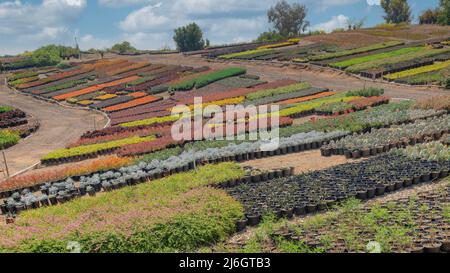 Panorama White puffy clouds Field of organized colorful plants against the clear sky backgro Stock Photo