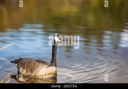 Canadian Goose. Portrait of a canadian goose branta goose. Selective focus, blur, no people, travel photo. Stock Photo