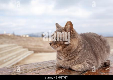 A beautiful gray cat in close-up lies and rests on a table in nature. The cat then looks into the camera then sleeps. Stock Photo