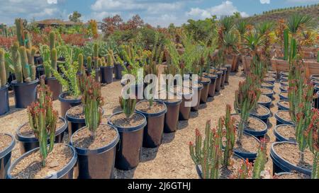 Panorama White puffy clouds Columnar cactuses on a black pail type pots in a large field gar Stock Photo