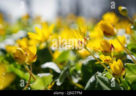 Springtime yellow flowers of Lesser celandine, ficaria verna or fig buttercup Stock Photo