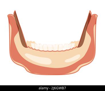 Mandible of Skeleton Human head front view with lower teeth row. Skull lower jaw head model. Chump realistic flat natural color concept Vector illustration of anatomy isolated on white background Stock Vector
