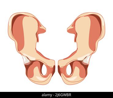 Skeleton hip bone os coxae, innominate, pelvic coxal bone Human front anterior view. Set of 3D realistic flat natural color concept Vector illustration of anatomy isolated on white background Stock Vector