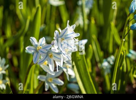 Puschkinia scilloides libanotica blue flowers with a green tinge bloomed in early spring Stock Photo