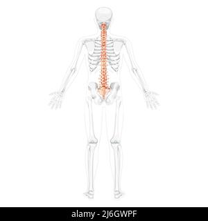 Human vertebral column back posterior view with partly transparent skeleton position, spinal cord, thoracic lumbar spine, sacrum and coccyx. Vector flat, realistic isolated illustration anatomy  Stock Vector