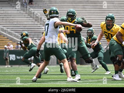 Baylor defensive lineman Gabe Hall runs the 40-yard dash at the NFL ...