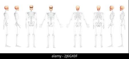 Set of Human head Skull Skeleton front back side view with open side hands partly transparent body position. Human model Anatomically correct. Chump realistic flat natural color Vector illustration Stock Vector