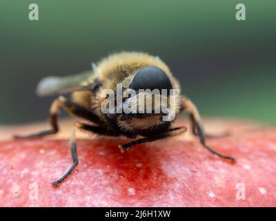 orange-spotted drone fly (Eristalis anthophorina) with its head tilted while it cleans its eyes with its front legs Stock Photo