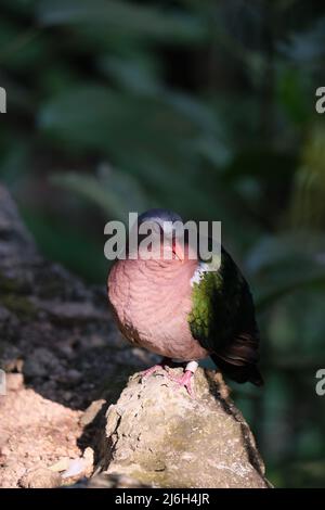 A very cute multicolored bird from pigeon family is dreaming on a sunlit rock Stock Photo