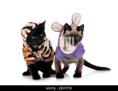 two dressed cats in front of white background Stock Photo