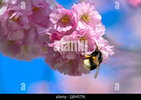 bumblebee in cerise cherry blossom april 29 2022 Kumla Sweden Stock Photo