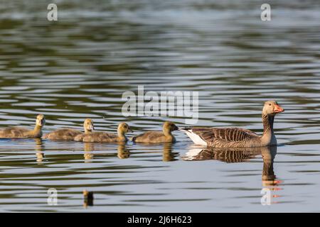 Greylag geese swimming with their goslings Stock Photo