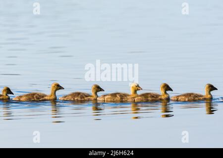 Greylag geese goslings swim in a row Stock Photo