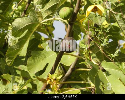 Delicious fig on fig tree Stock Photo